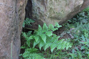 广医岩石旁生长的翠绿植物