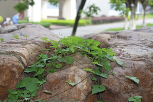 广医石缝中生长的翠绿植物