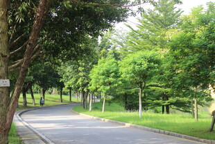 广医林间静谧小路