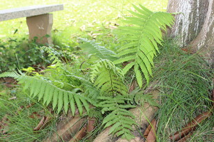 广医翠绿蕨类植物生机盎然