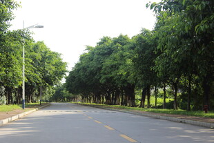 广医林荫大道 静谧清新之路