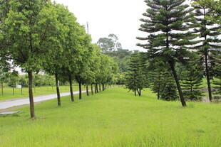 广医绿意盎然的林荫草地