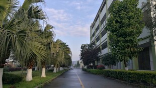 林荫大道旁的建筑景观