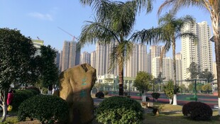 城市公园与高楼景观