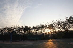 夕阳下的树林与开阔道路