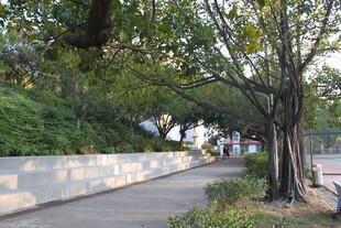 林荫下的静谧步道