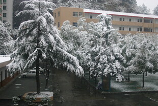 雪覆树木旁的建筑物