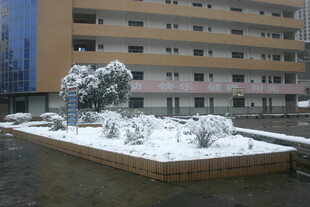 雪后小区的绿植景观