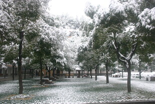 雪覆树林的静谧冬日景象