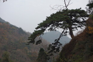 泰山山间孤松傲立