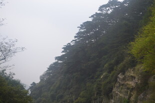 泰山山间葱郁林木景观