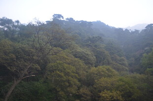 泰山山林绿树景观