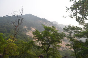 泰山山林间的繁茂植被景观