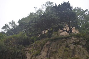 泰山山巅绿树覆于嶙峋岩石
