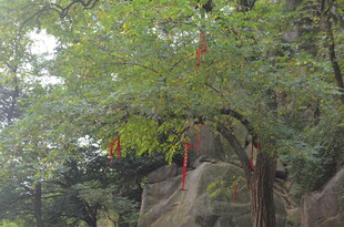 泰山古树下祈福的红绸