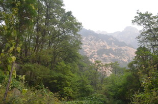 泰山山林间的秀丽自然风光