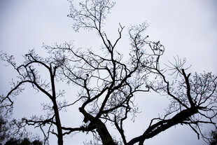 荔波冬日枯树剪影