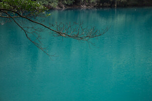 荔波幽蓝湖水与枝头景致