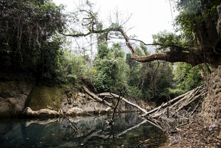 荔波森林中的静谧溪流场景