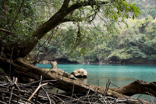 荔波溪边枯树下的静谧自然景