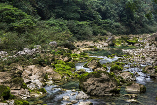 荔波山间溪流 石上绿意盎然