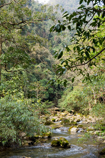 荔波山林间潺潺溪流美景