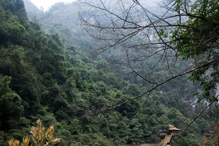 荔波山间葱郁景色