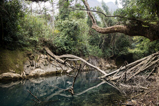 荔波森林中清澈水边的倒木景观
