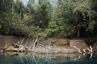 荔波静谧河畔的繁茂森林景观