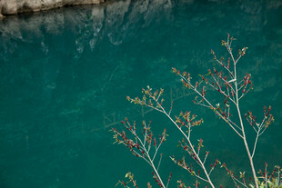 荔波湖畔枝影 碧水清幽