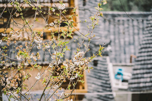 古建旁绽放的烂漫花枝