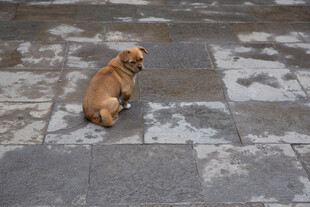 独自蹲坐的棕色小狗