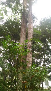 三亚茂密树林中的高大树木