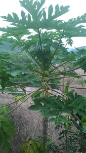 三亚田间茂盛的木瓜树