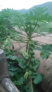 三亚田间生长的带果木瓜植株