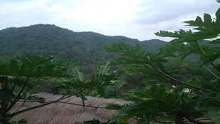 三亚山间绿意盎然的自然景致