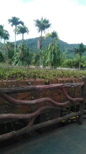 三亚蜿蜒木围栏旁的绿植景观