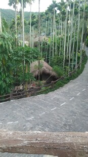 三亚蜿蜒林间路 自然景致美