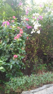 三亚繁花盛开的路边绿植景观