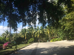 三亚热带林荫小道风光