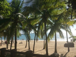 三亚热带沙滩上的椰林美景