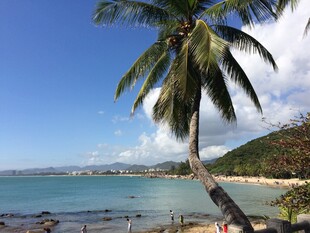 三亚海边椰树美景