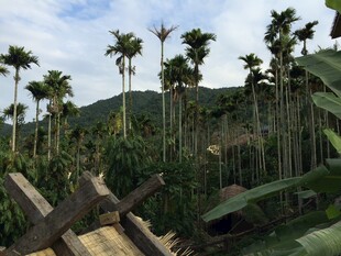 三亚户外棕榈林与木制结构景观