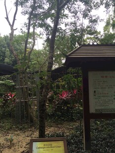 三亚林间指示牌与花草景致