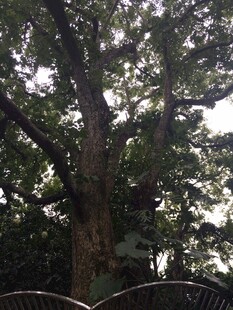 三亚树下休憩场景