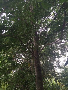 三亚茂密树林中的高大树木