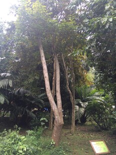 三亚林间挺拔树木与绿植景观