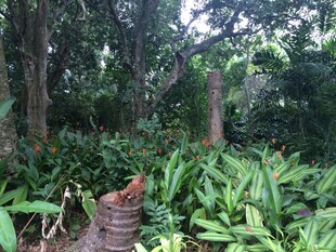 三亚茂密丛林中的植物景观