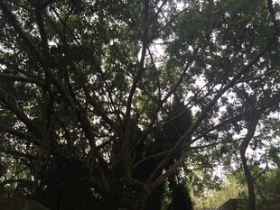 三亚繁茂大树的独特树冠景观