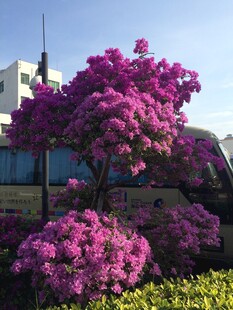 三亚盛开的紫花树与背景车辆